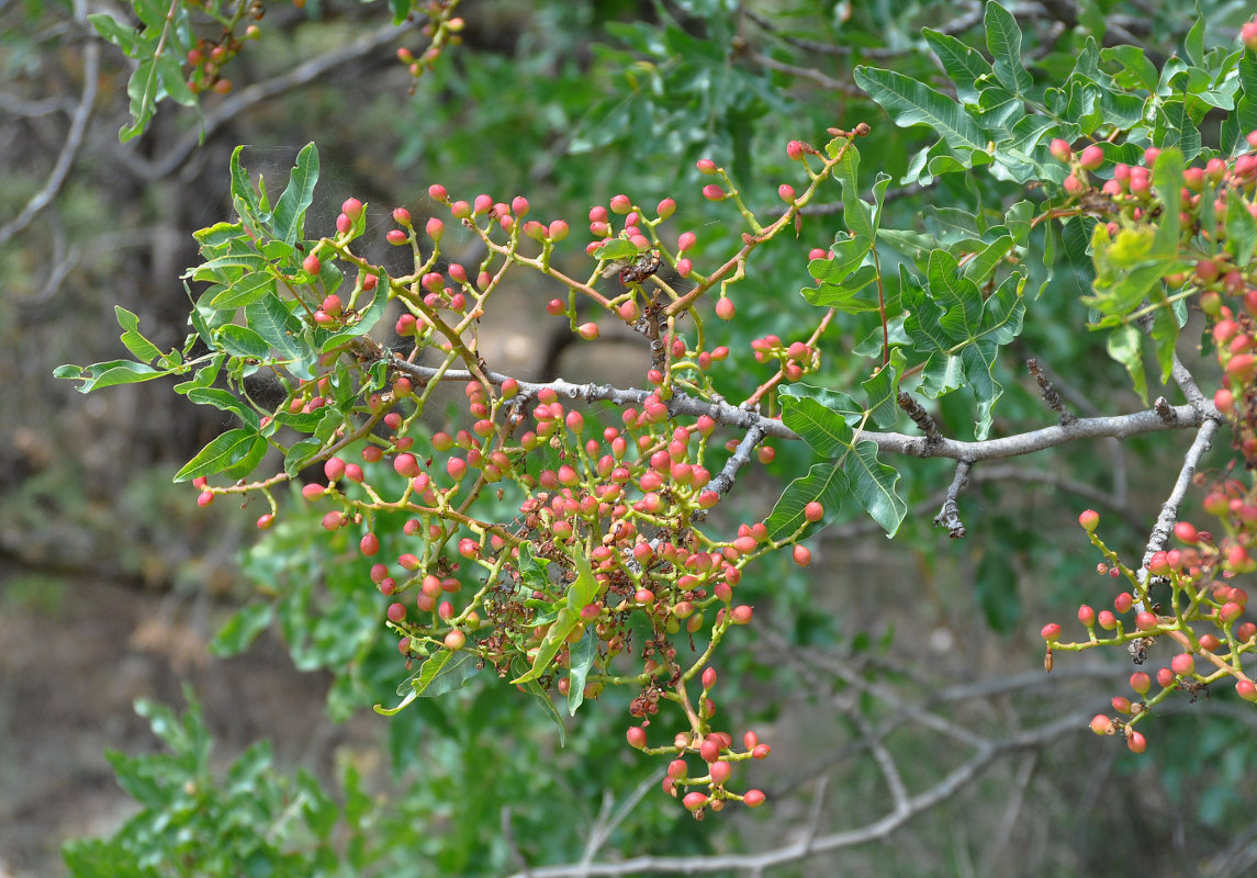 Image of Pistacia mutica specimen.