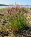 Calamagrostis meinshausenii. Цветущее растение. Ленинградская обл., Ломоносовский р-н, окр. пос. Большая Ижора, побережье Финского залива, край песчаного пляжа у приливно-отливной зоны. 02.07.2016.