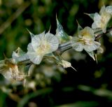 Salsola tragus