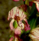 Orchis × wulffiana nothosubsp. suckowii