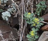 Odontarrhena obtusifolia. Цветущее растение. Крым, Бахчисарайский р-н, окр. с. Трудолюбовка, осыпь. 20.07.2009.