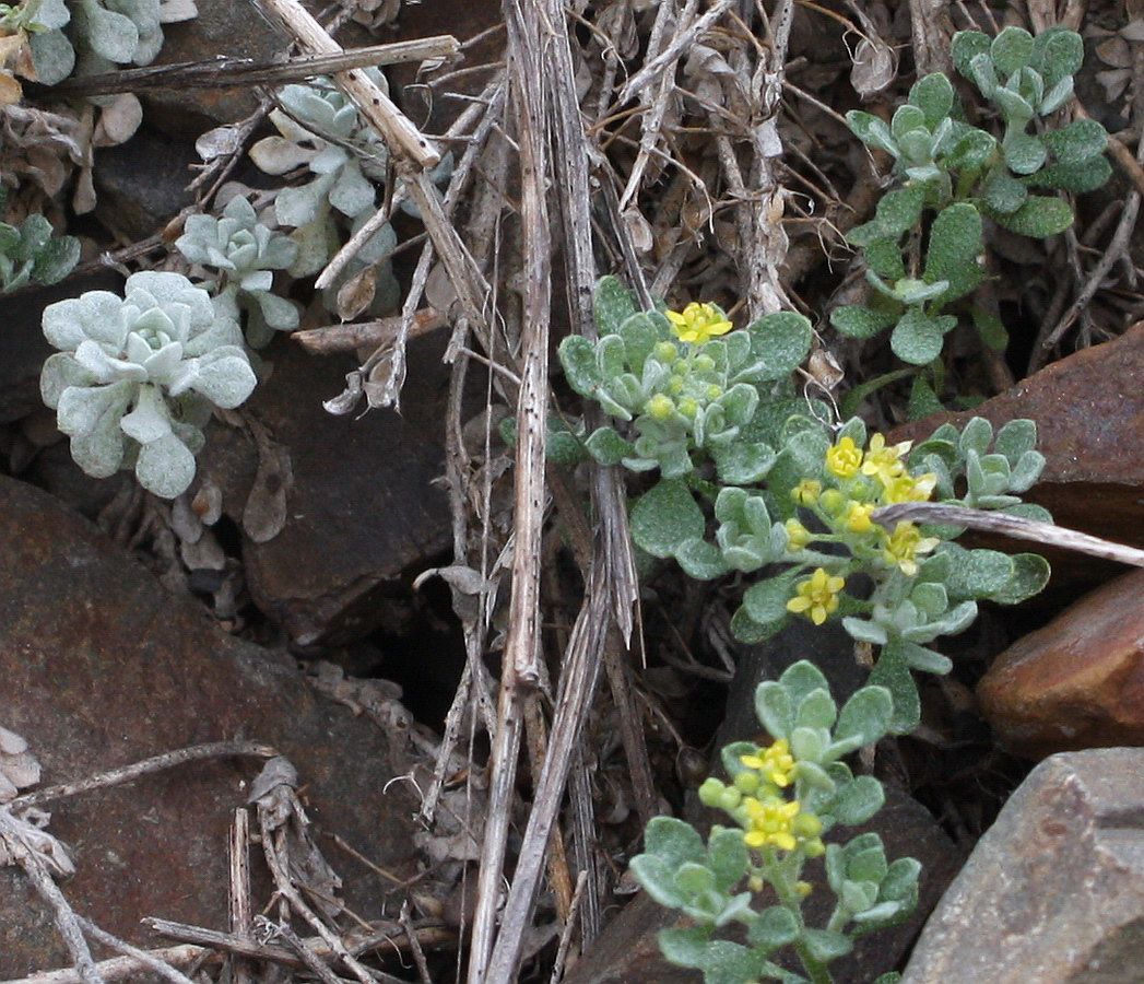 Изображение особи Odontarrhena obtusifolia.