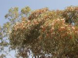 Eucalyptus torquata. Часть кроны цветущего дерева. Австралия, Новый Южный Уэльс, пос. Лайтнинг Ридж, возле частного дома. 14.09.2009.