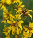 Ligularia sibirica