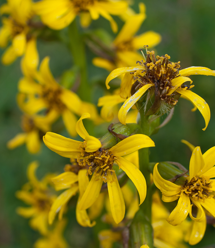 Изображение особи Ligularia sibirica.