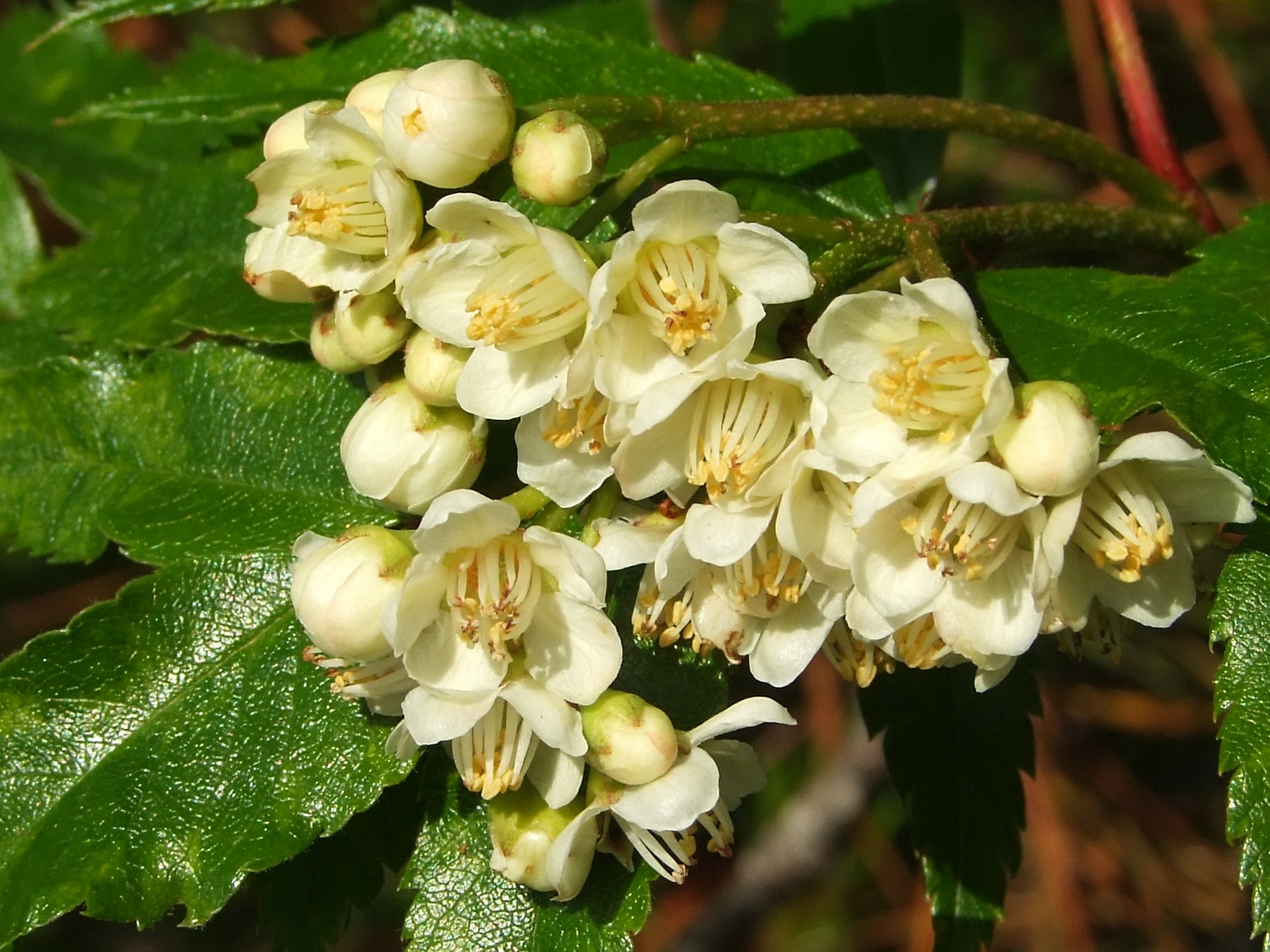 Image of Sorbus sambucifolia specimen.