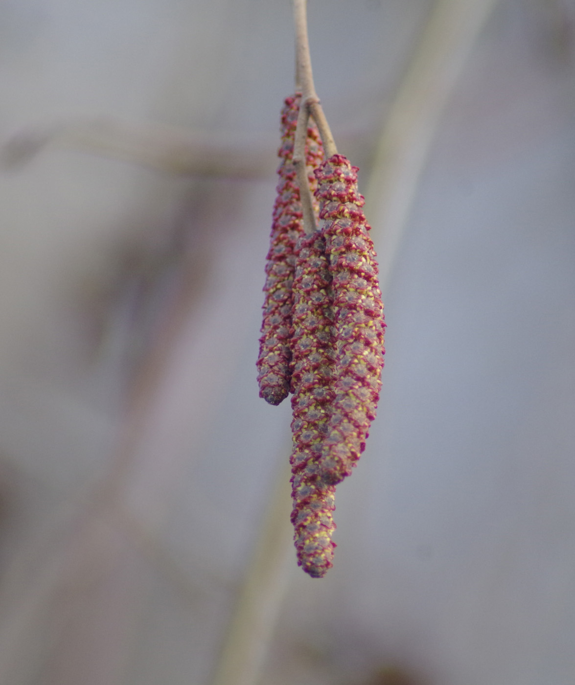 Image of genus Alnus specimen.