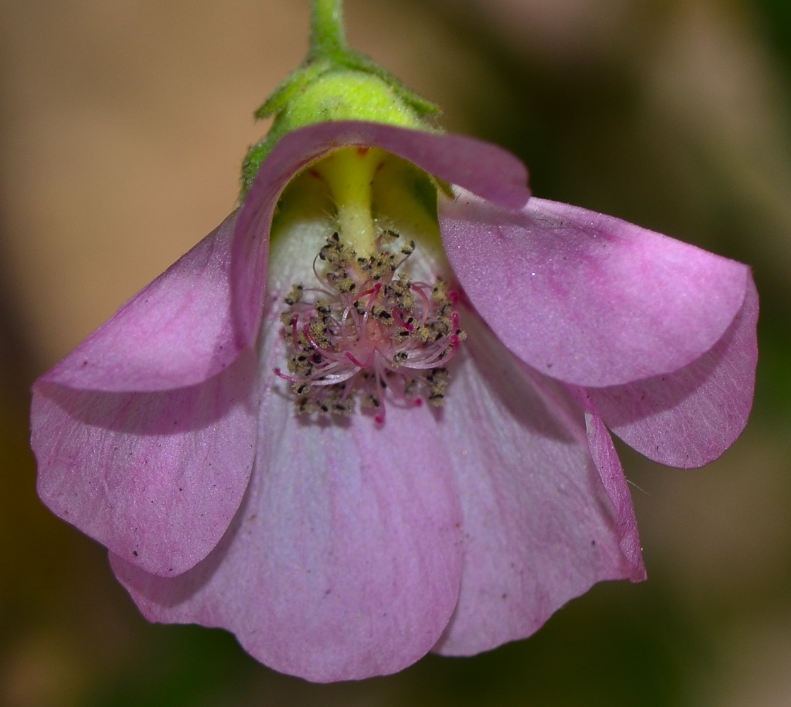 Image of Anisodontea capensis specimen.