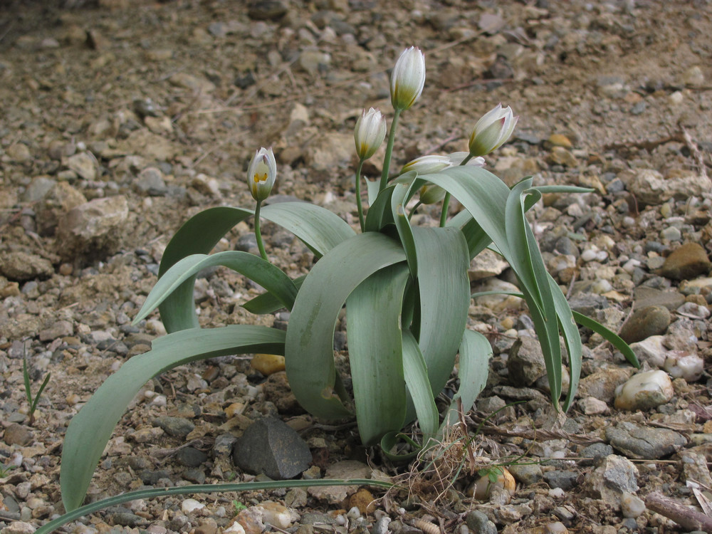 Image of Tulipa biflora specimen.