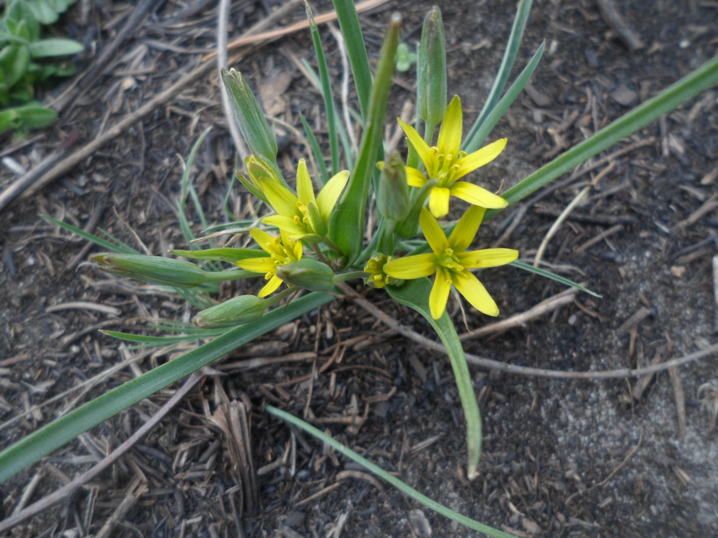 Image of genus Gagea specimen.