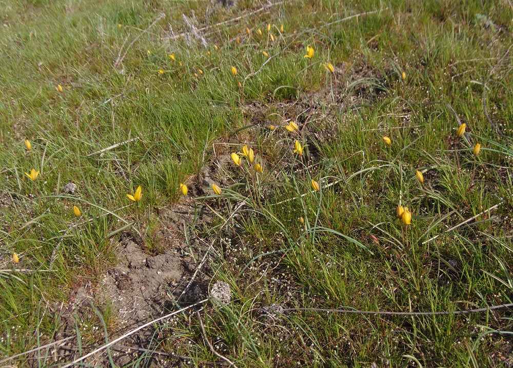 Image of Tulipa biebersteiniana specimen.