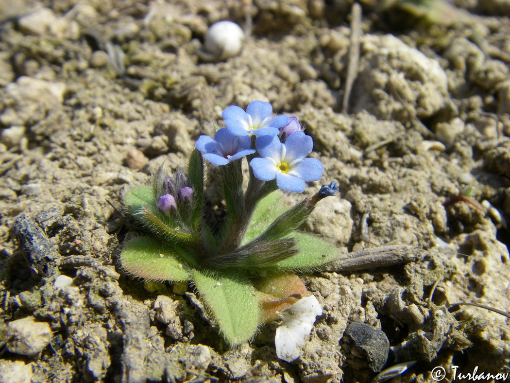 Изображение особи Myosotis litoralis.