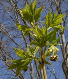 Staphylea pinnata