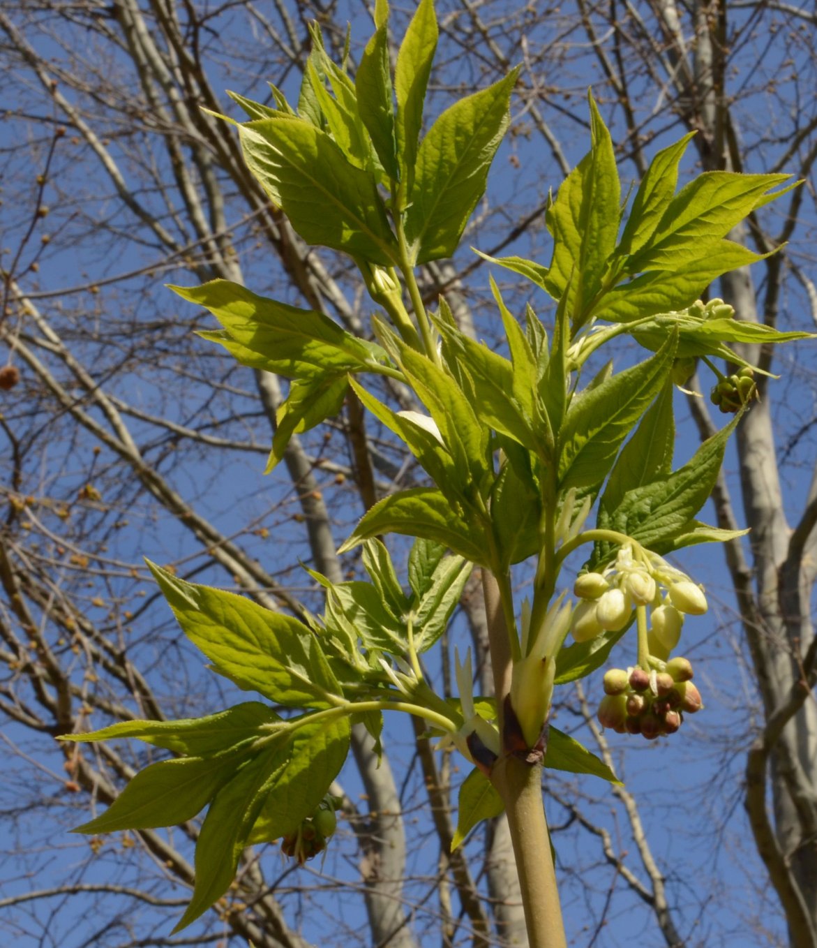 Image of Staphylea pinnata specimen.