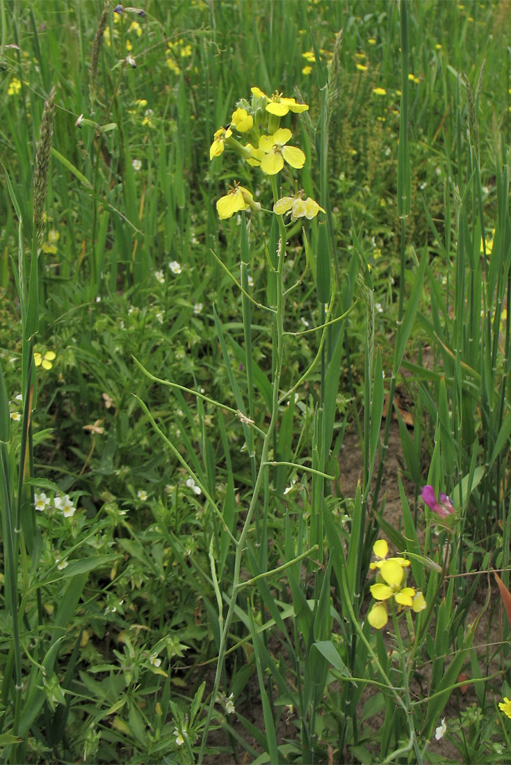 Изображение особи Coincya monensis ssp. cheiranthos.