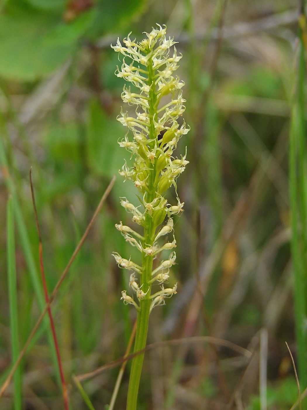 Image of Malaxis monophyllos specimen.