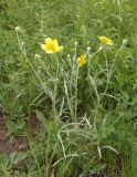 Ranunculus illyricus