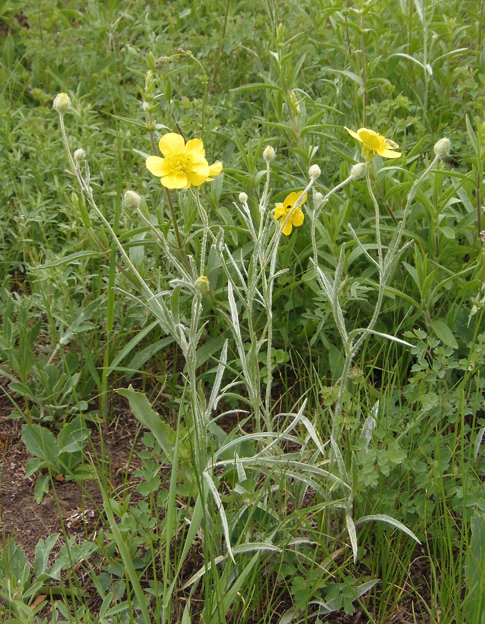 Изображение особи Ranunculus illyricus.