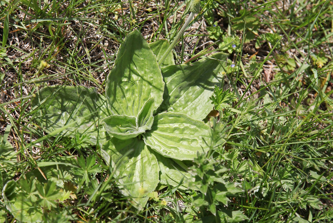 Image of Plantago media specimen.