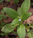 Myosotis sparsiflora. Верхушка побега в начале цветения. Республика Марий-Эл, г. Йошкар-Ола, сорное на газоне. 22.05.2017.