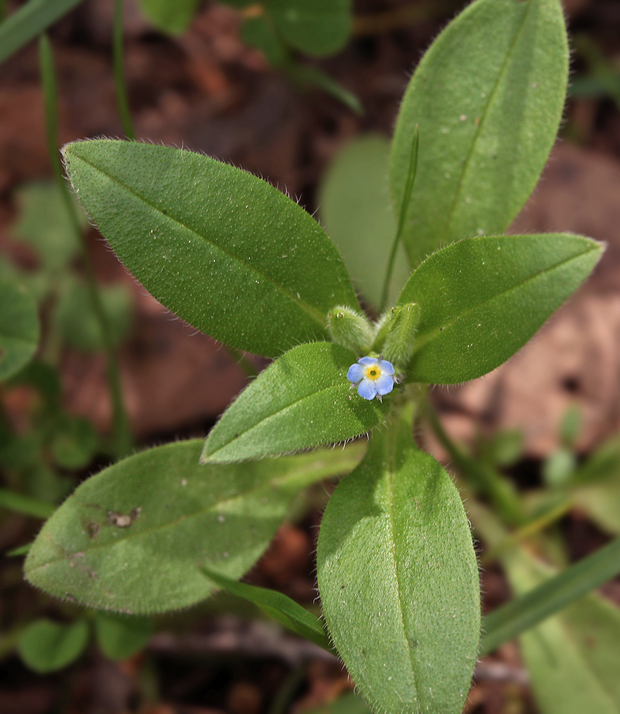 Image of Myosotis sparsiflora specimen.