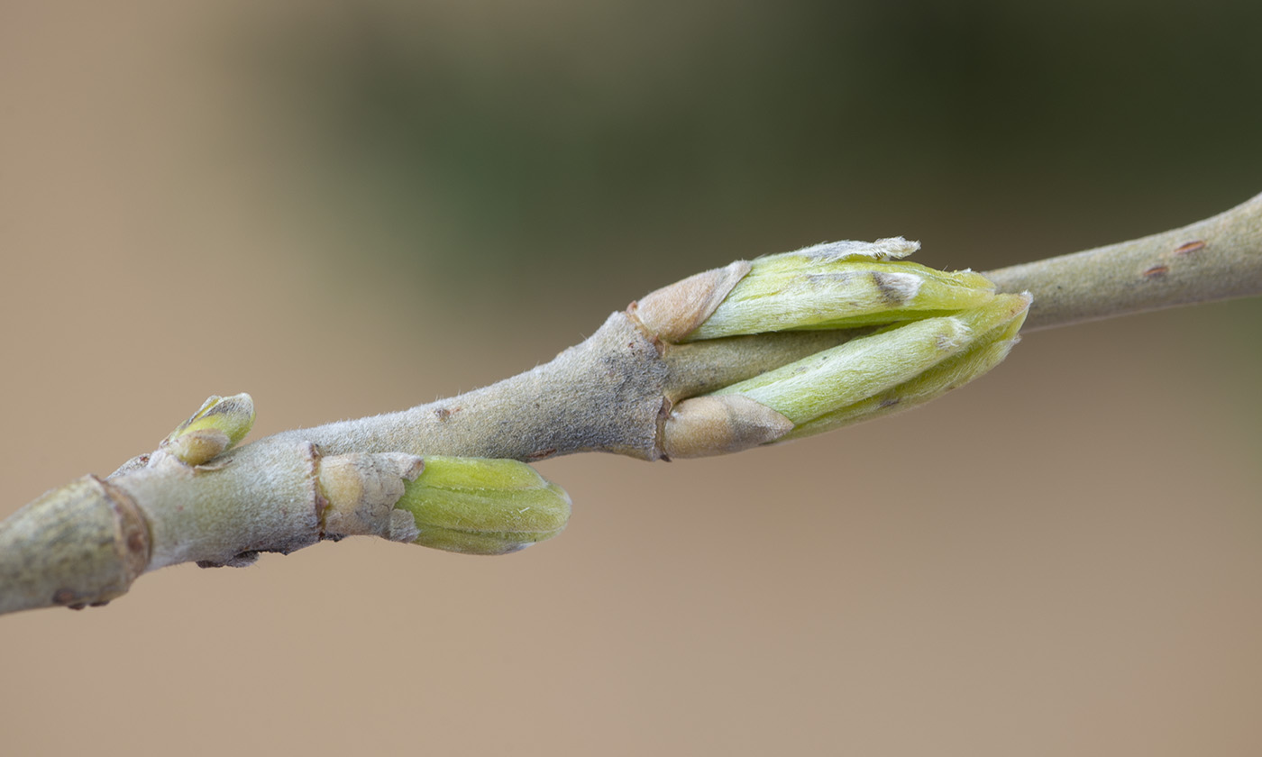 Изображение особи Salix viminalis.