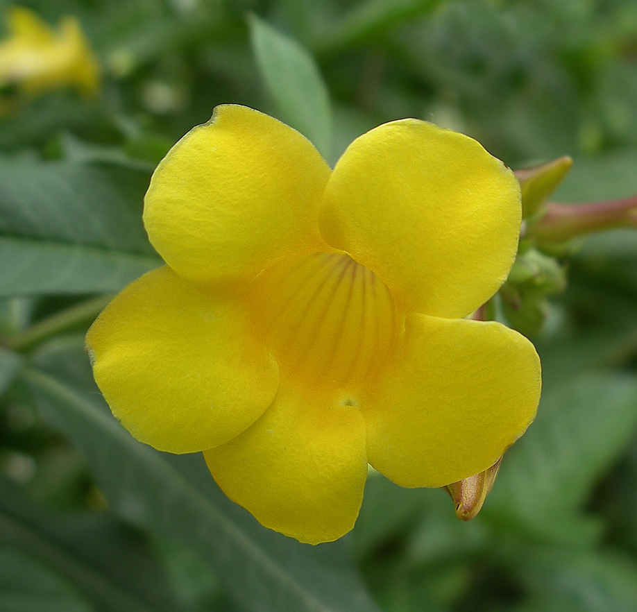 Изображение особи Allamanda schottii.