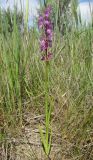 Anacamptis laxiflora ssp. elegans