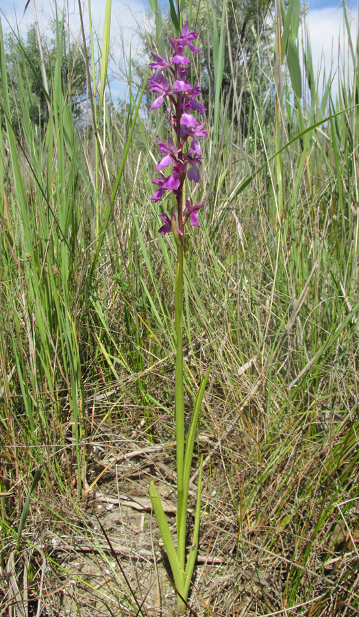 Изображение особи Anacamptis laxiflora ssp. elegans.