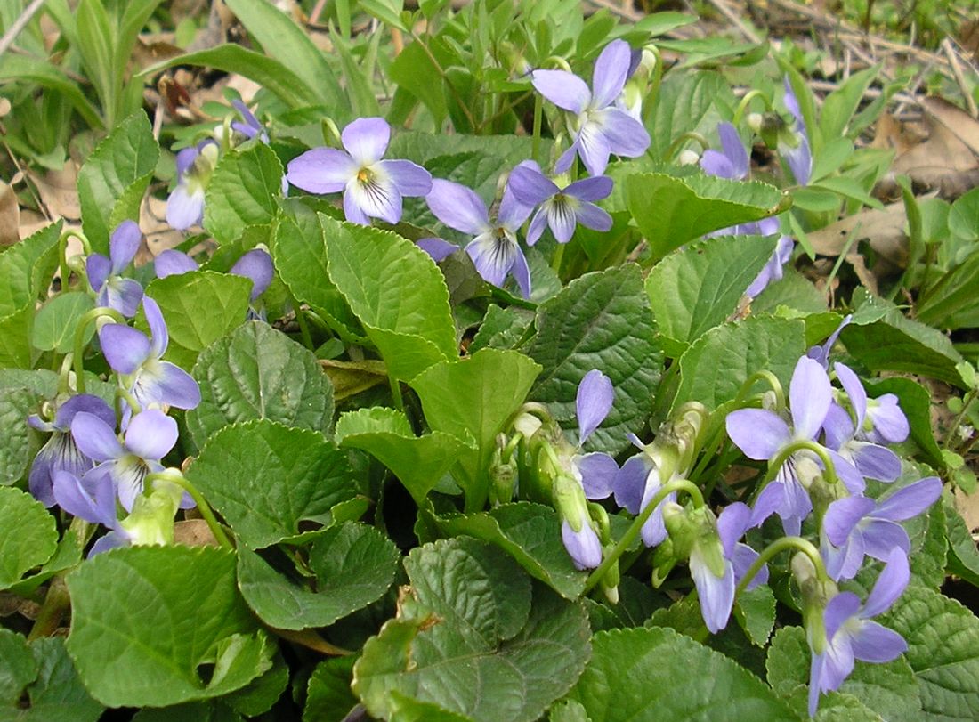 Image of Viola suavis specimen.