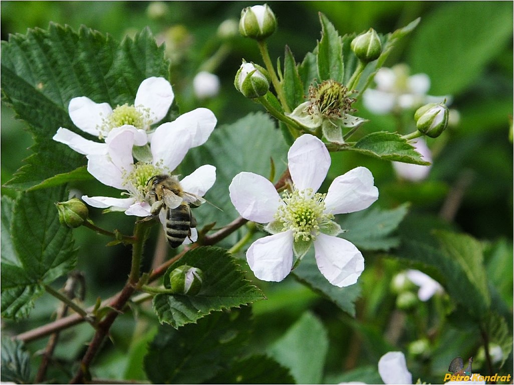 Image of genus Rubus specimen.