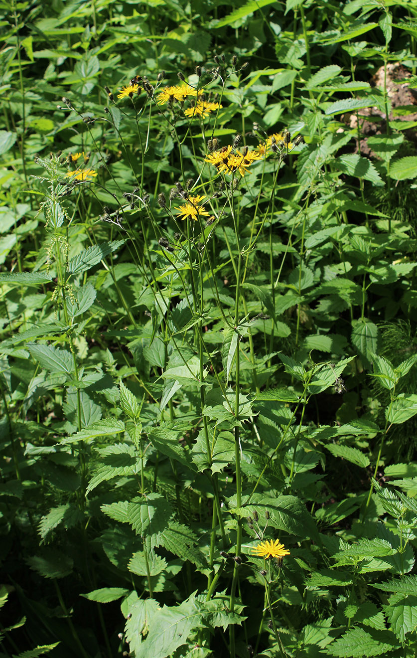 Image of Crepis paludosa specimen.