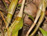 Dendrobium crumenatum