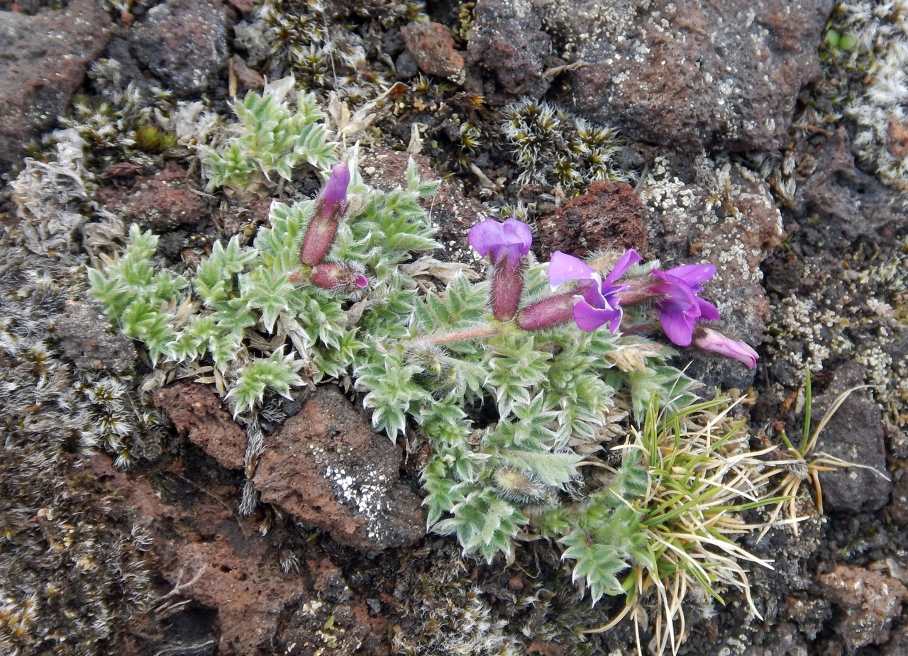 Изображение особи Oxytropis pumilio.