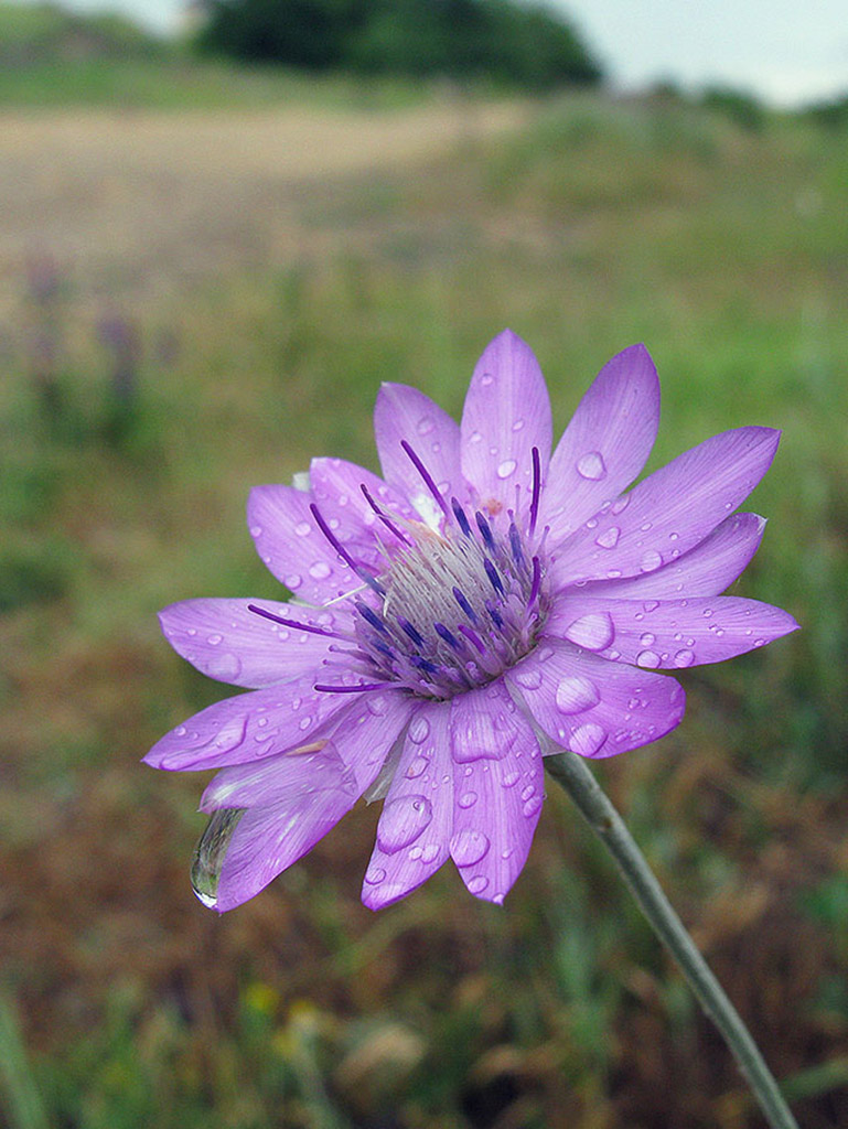 Изображение особи Xeranthemum annuum.