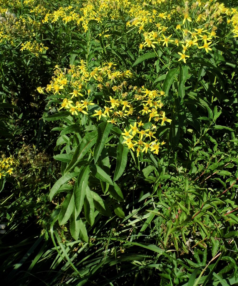 Изображение особи Senecio sarracenicus.