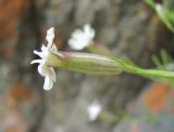 Silene linearifolia