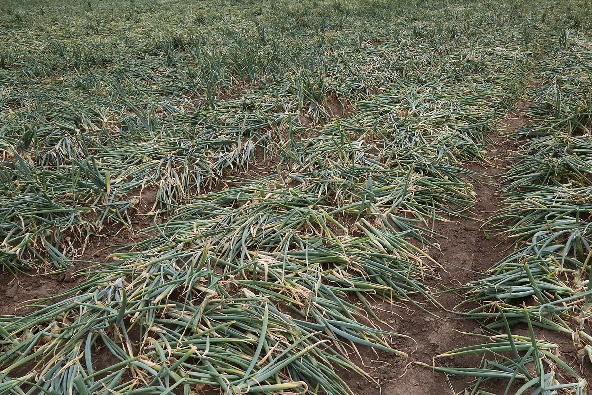 Image of Allium cepa specimen.