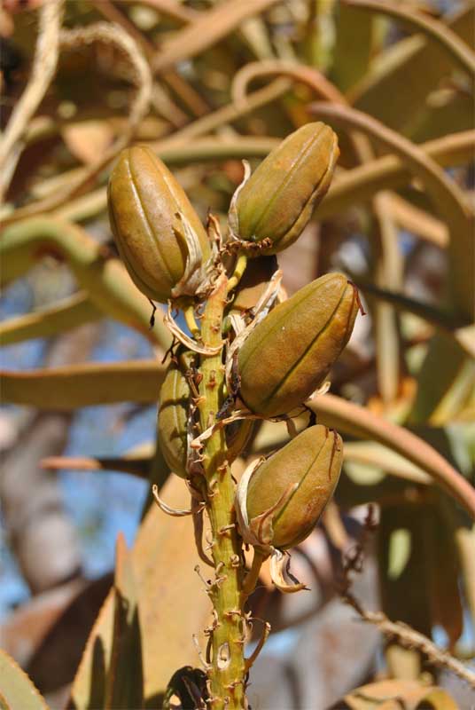 Image of Aloidendron dichotomum specimen.