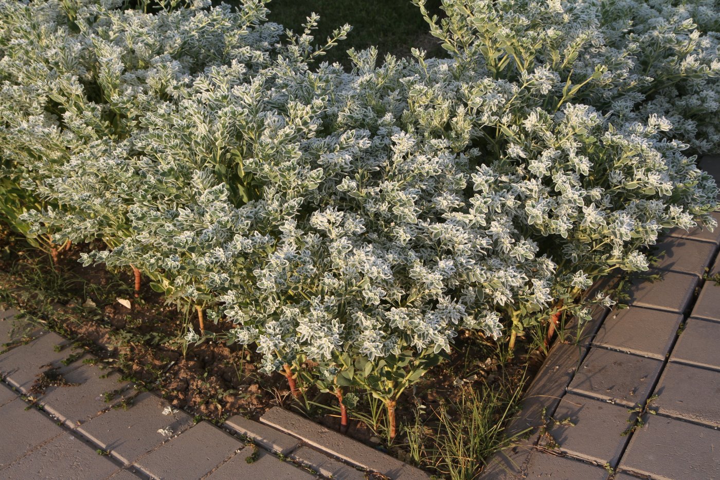 Image of Euphorbia marginata specimen.