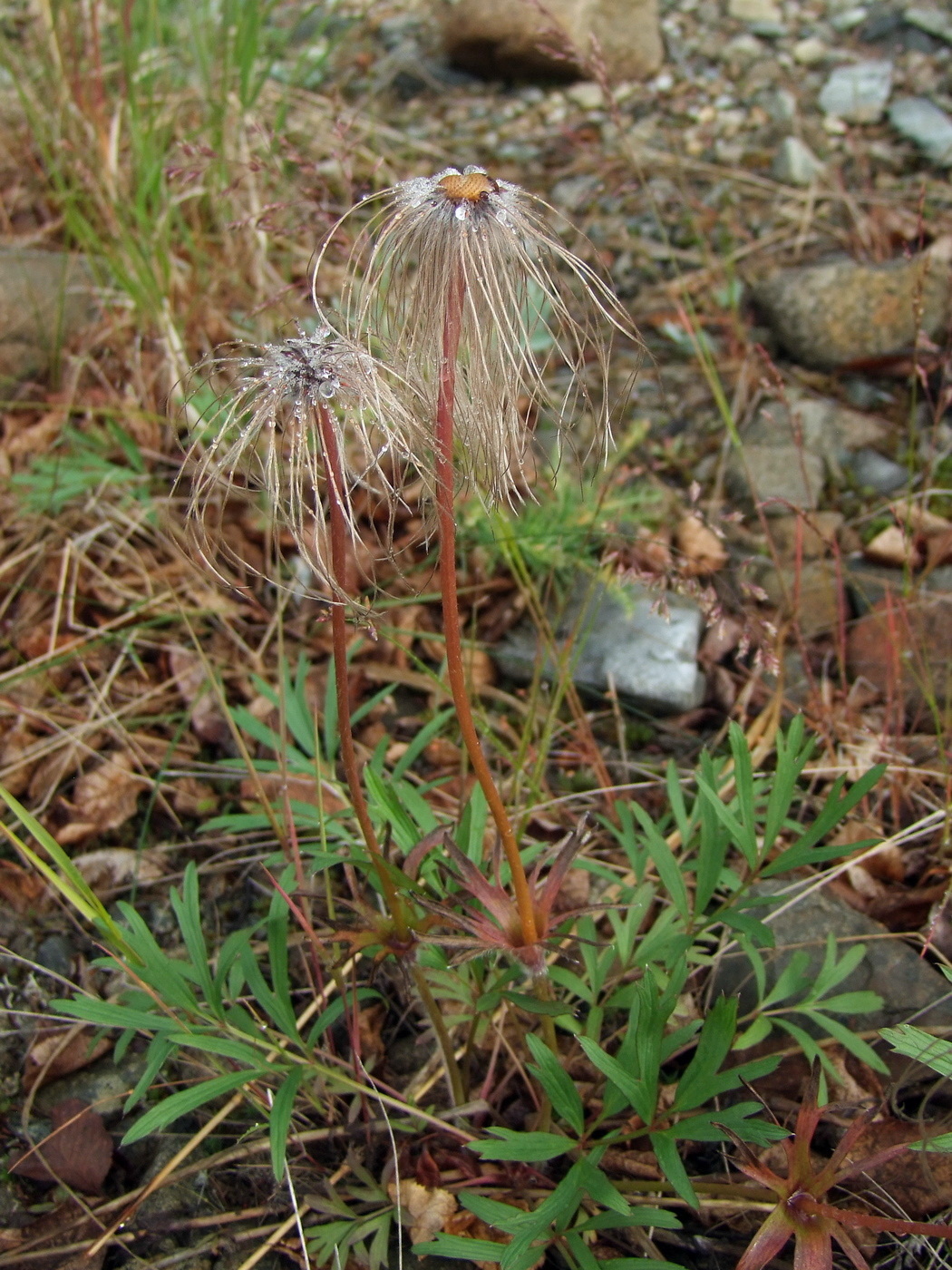 Image of Pulsatilla dahurica specimen.