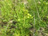 Jasminum fruticans