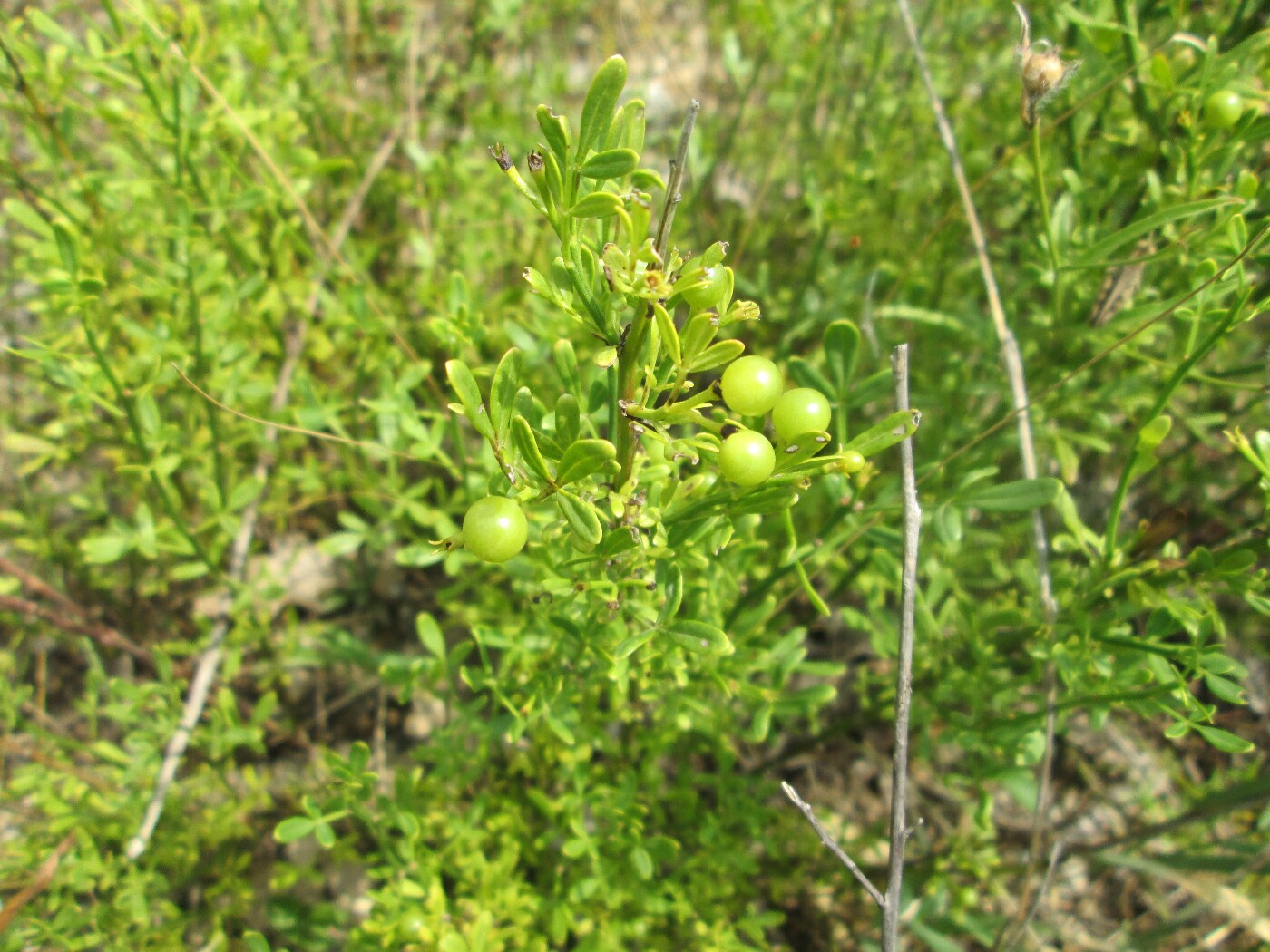 Изображение особи Jasminum fruticans.