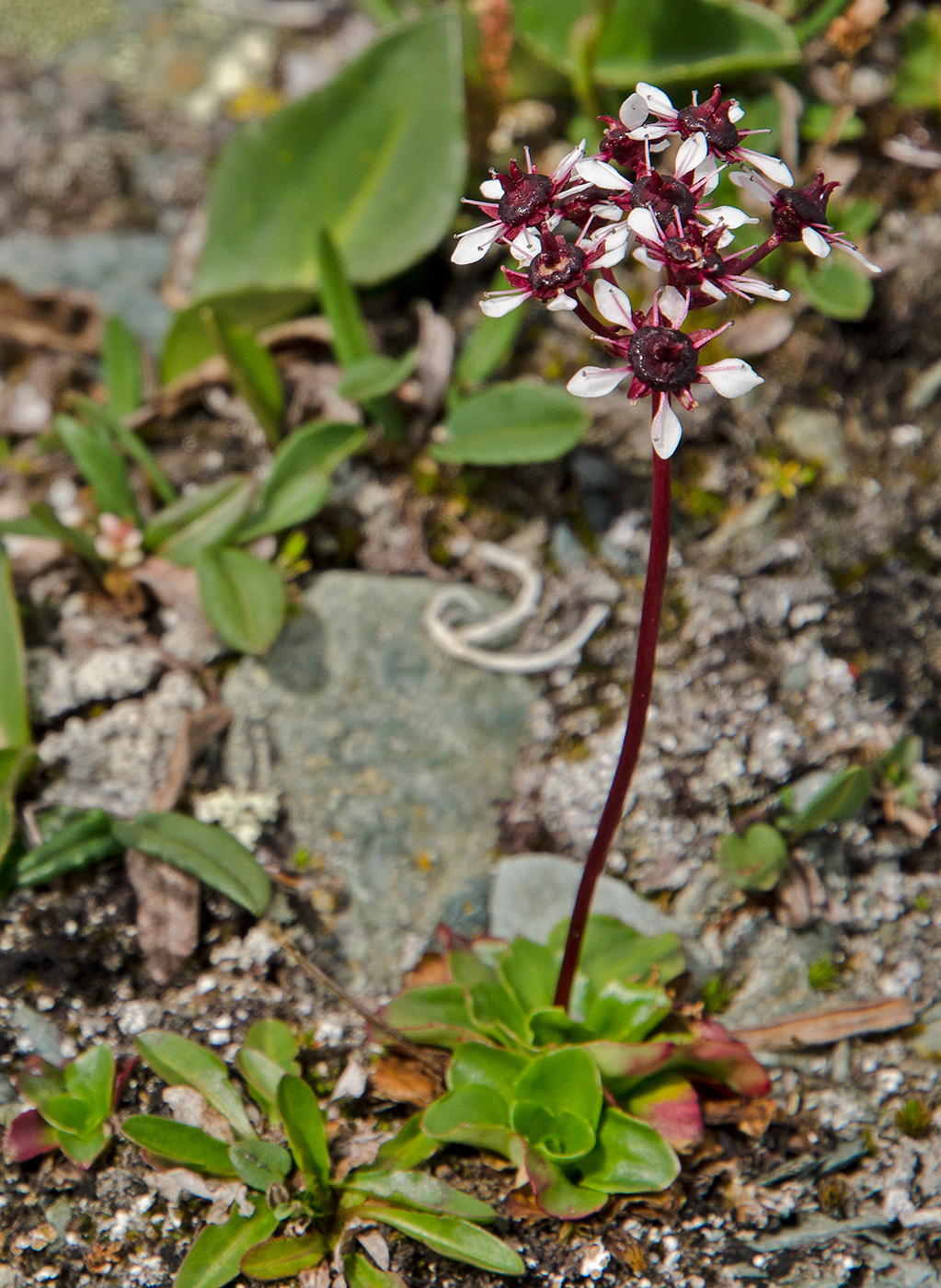 Image of Micranthes melaleuca specimen.