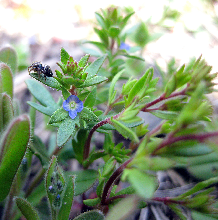 Image of Veronica verna specimen.