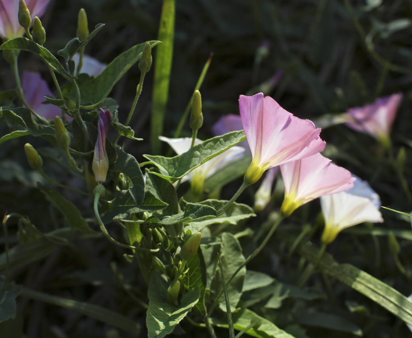 Изображение особи Convolvulus arvensis.