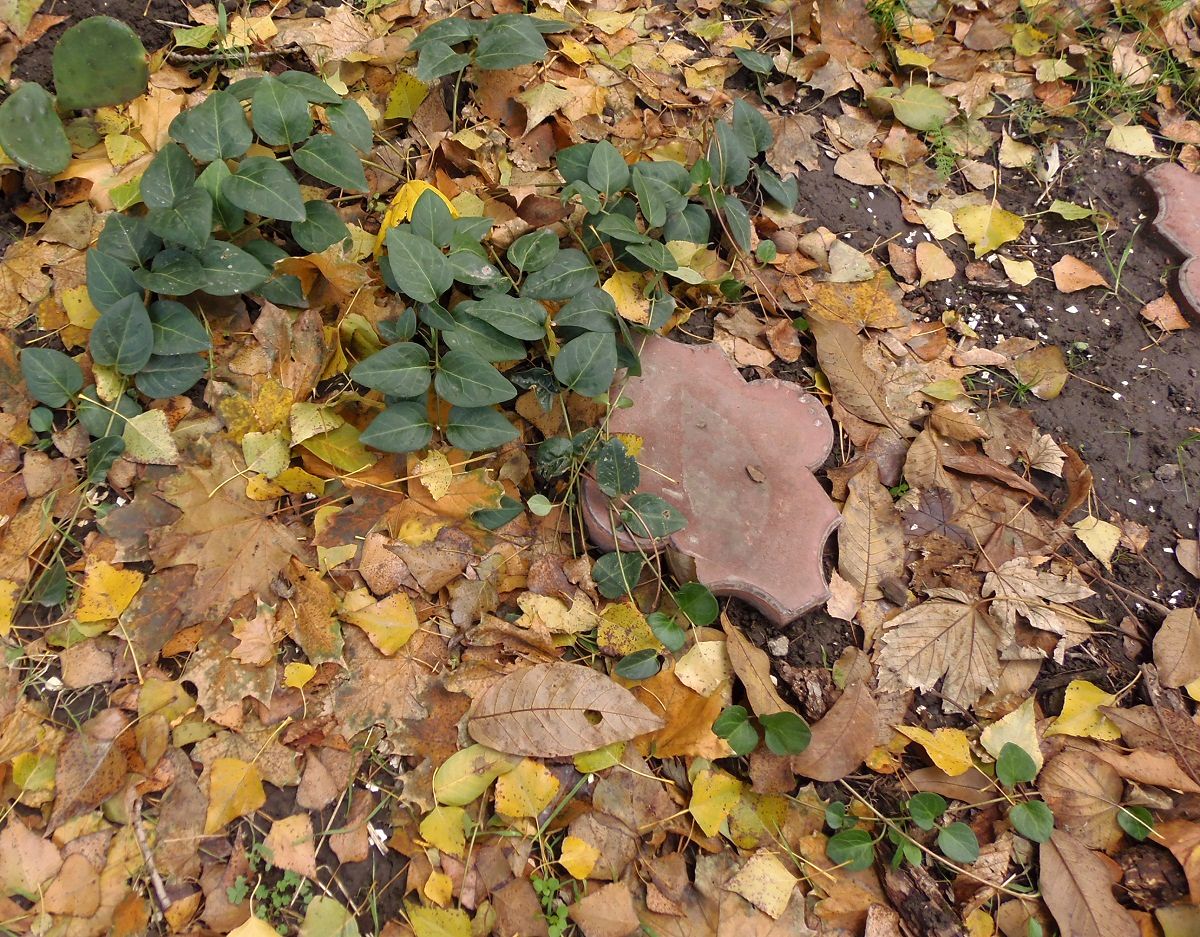 Image of Vinca major specimen.