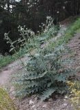 Cirsium buschianum. Зацветающее растение. Кабардино-Балкария, Эльбрусский р-н, долина р. Ирик, ок. 2200 м н.у.м., у тропы на склоне горы. 28.07.2017.