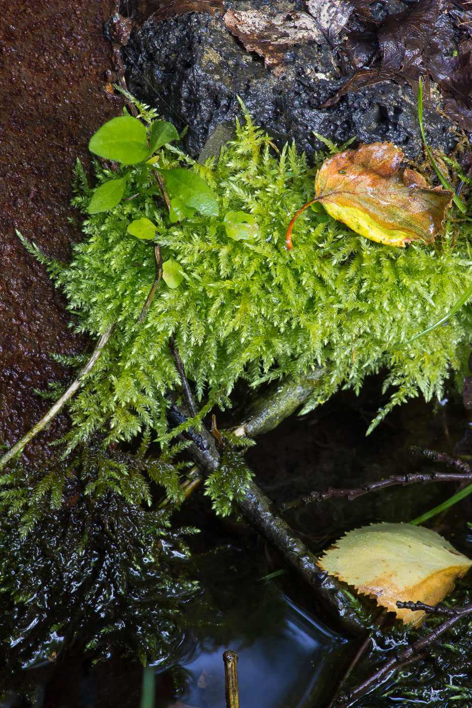 Image of Brachythecium rivulare specimen.