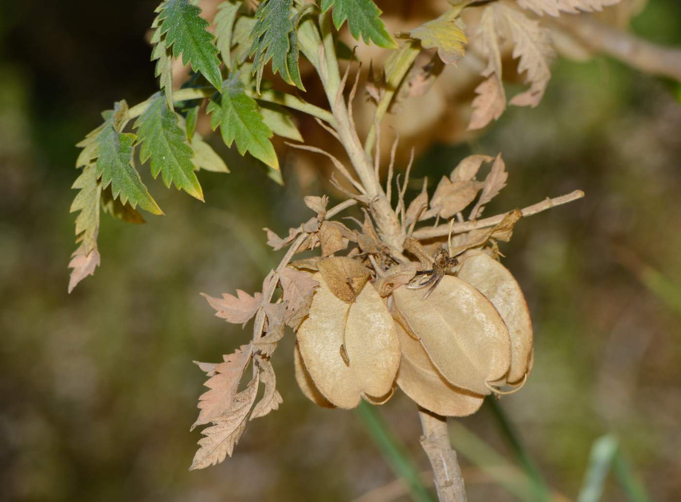 Изображение особи Melianthus comosus.